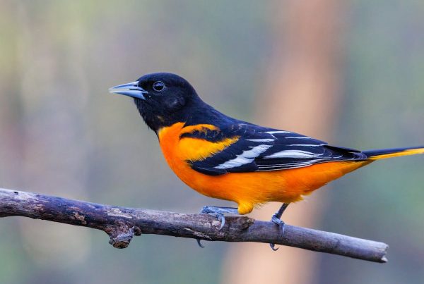 How to Feed Orioles Foods Orioles Eat